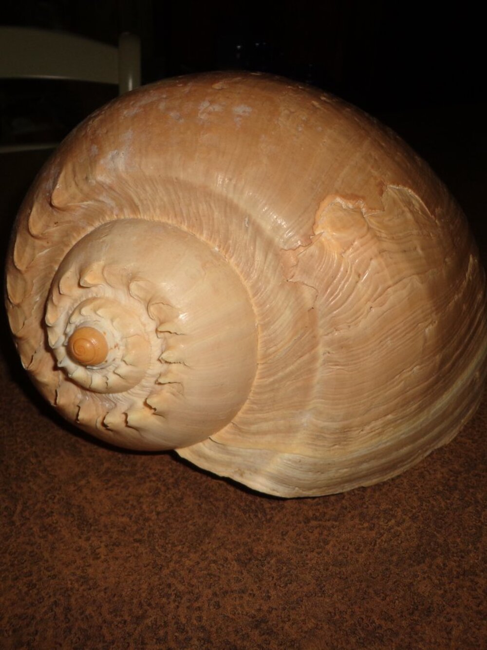Authentic Melon Shell Volute Sea Shell 12 3/4"